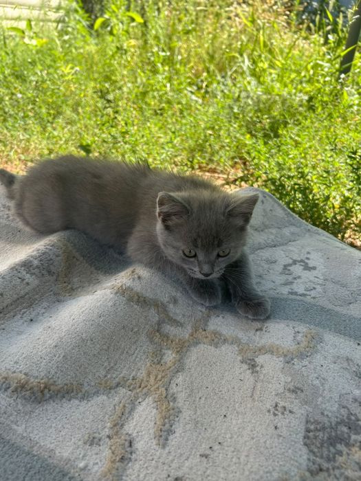 Отдам даром котенка