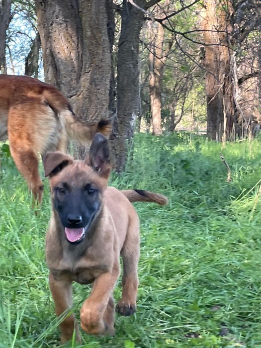 бельгийский овчарка  щенки