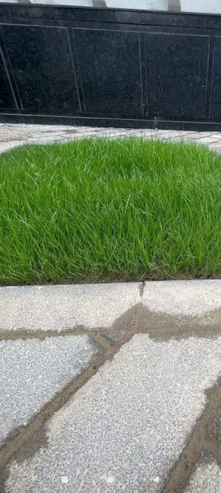 gazon urug optom chim maysa