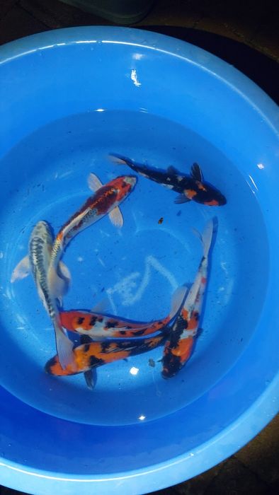 Crapi koi Japonia, butterfly, sturioni, pesti sanitari, pesti iaz