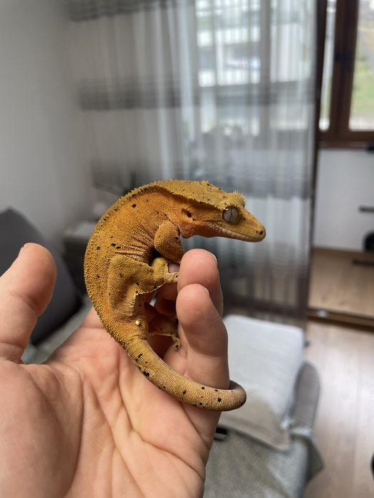 Crested Gecko adulti
