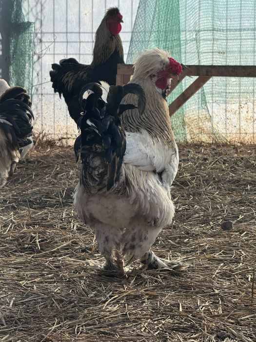 Cocos motat, barbos si pintenat