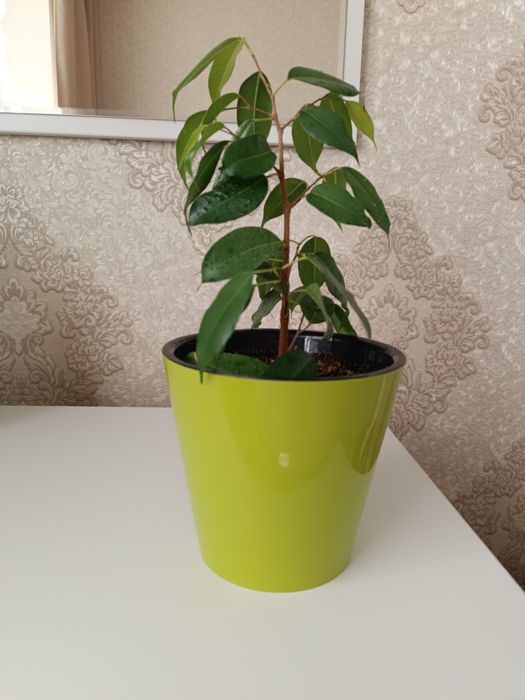 Фикус бенджамина