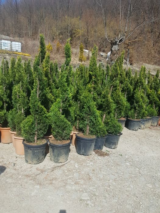 Gazon plante ornamentale