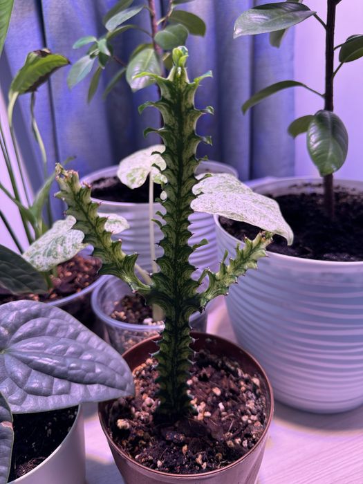 Комнатные растение