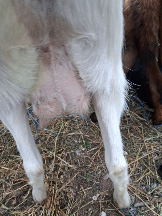 Vand pachet capre de rasa