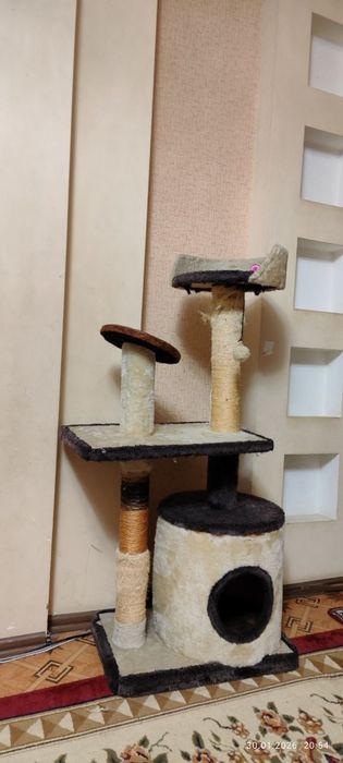 Toza Bengalskiy Qiz Bola Mushuk