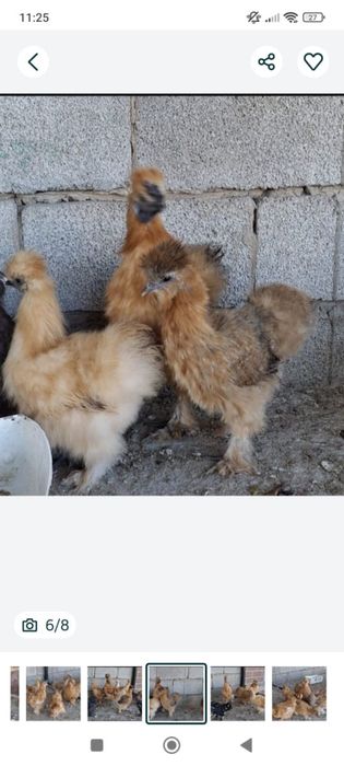 Китайские шелковые