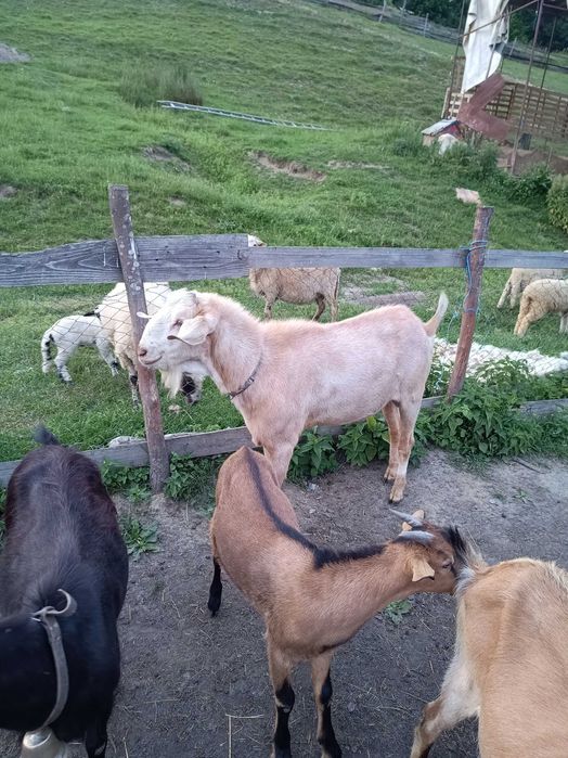 Vînd s-au schimb țap anglo nubian cu sanen,vîrsta 3 ani