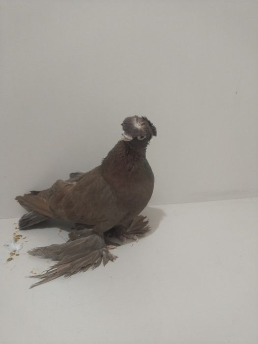 Голубы двухшубые