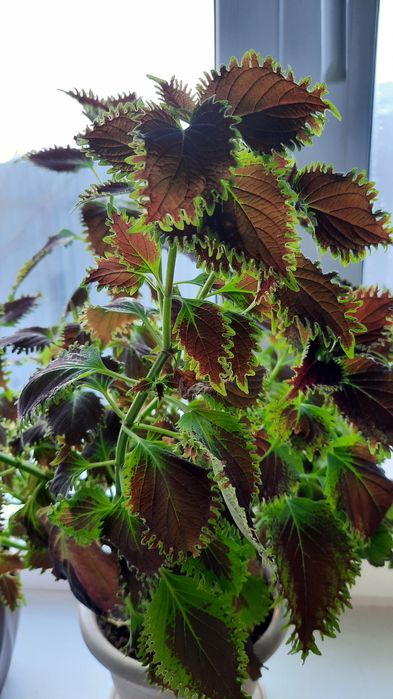 Колеусы вегетативные