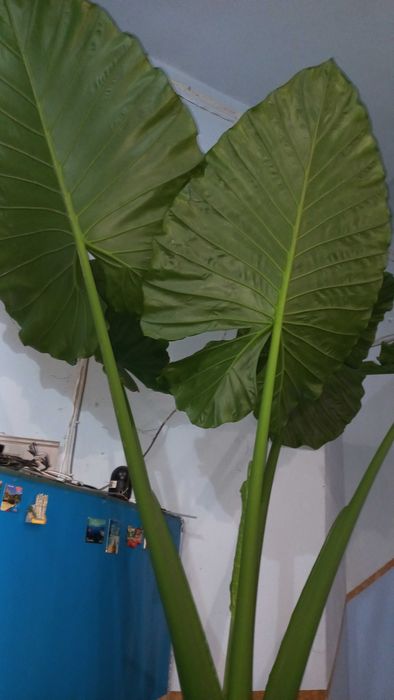 Най големият Трилистник в България.