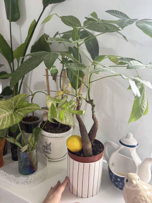 Кактусы, филодендрон, пахира