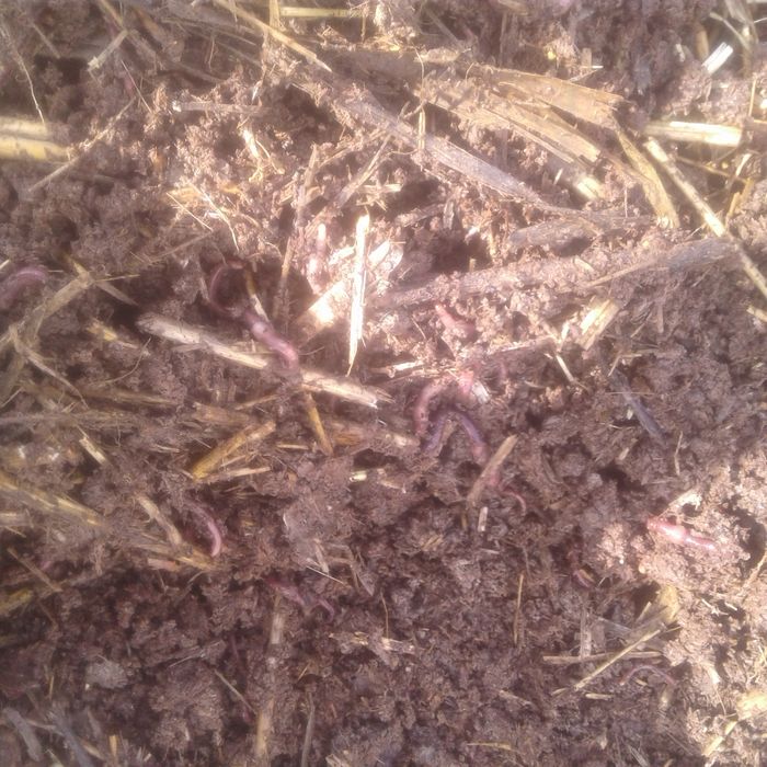 Калифорня чувалчанги сотилади