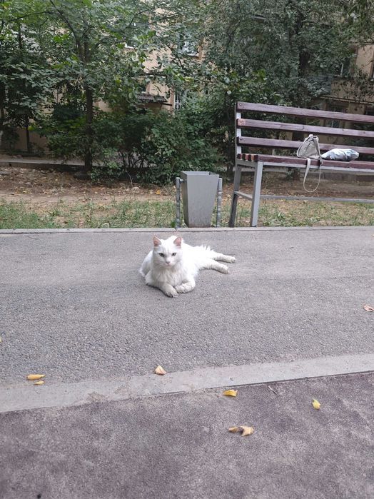 Отдам кота в добрые руки