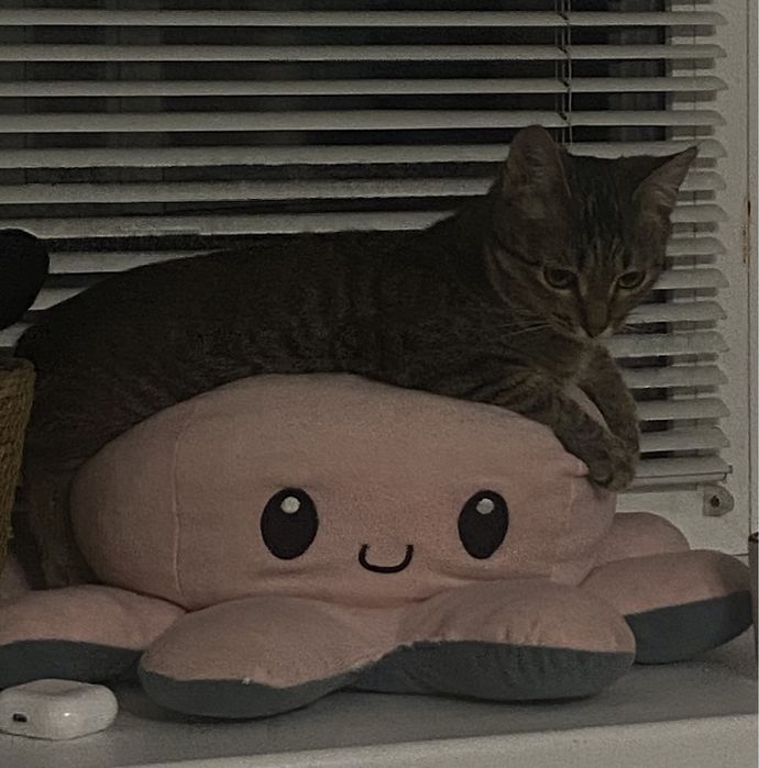Кот зовут Сайман