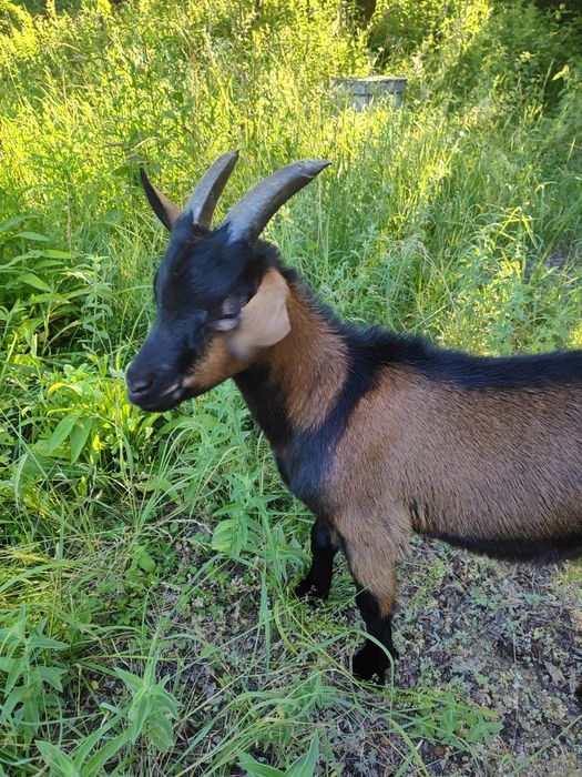 Țap alpin francez