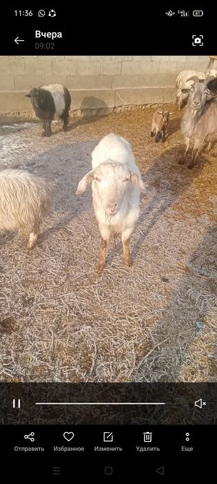 Дойные козы сауын ешкылер