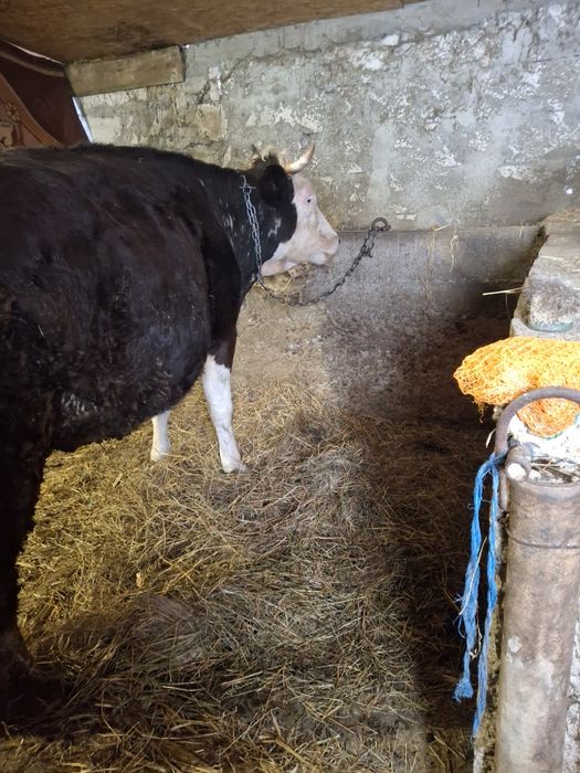 Vand 2 vaci baltate  la a 2 fatare