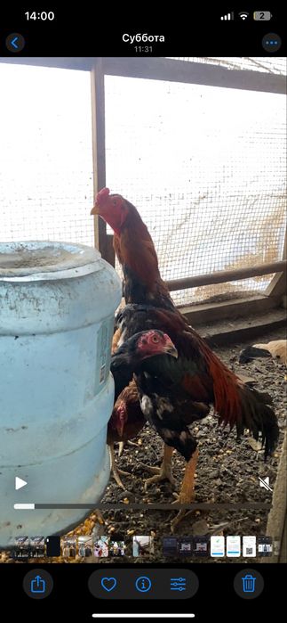 обменяю туляка мощный и курочки