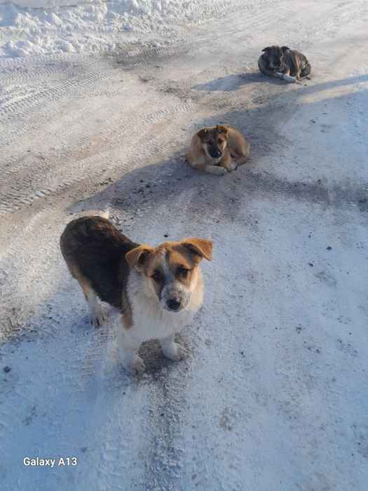 Щенка срочно нужен дом