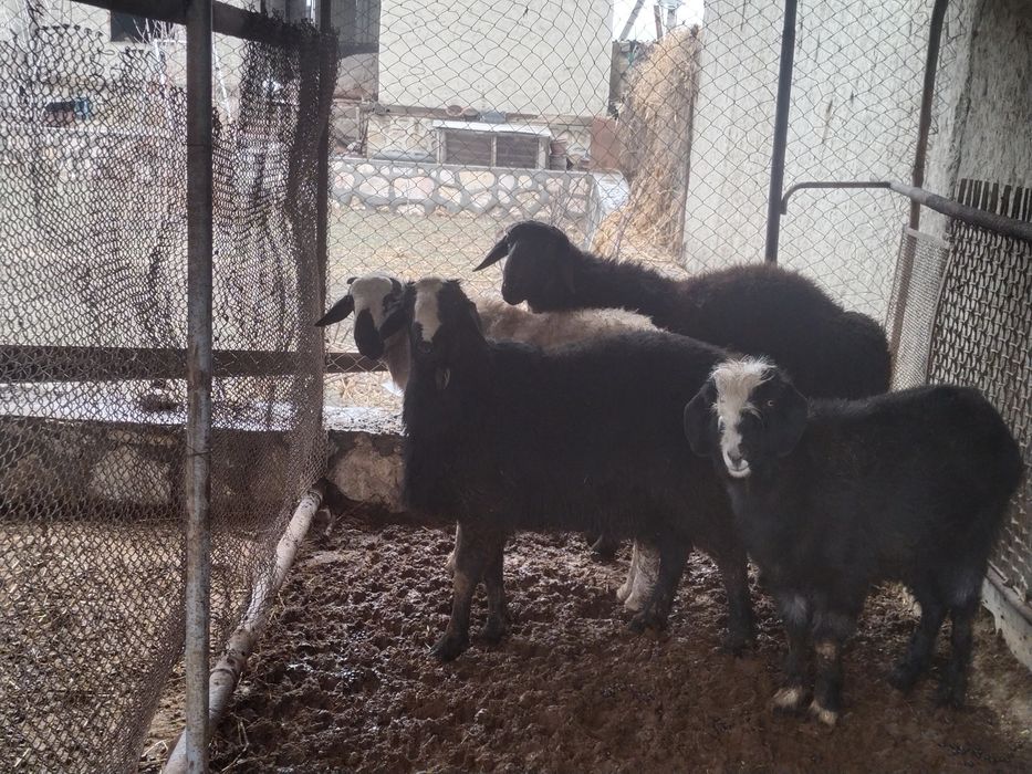 Кучкорлар сотилади