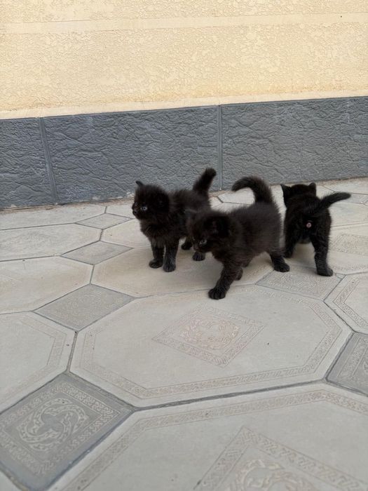 Маленькие котята