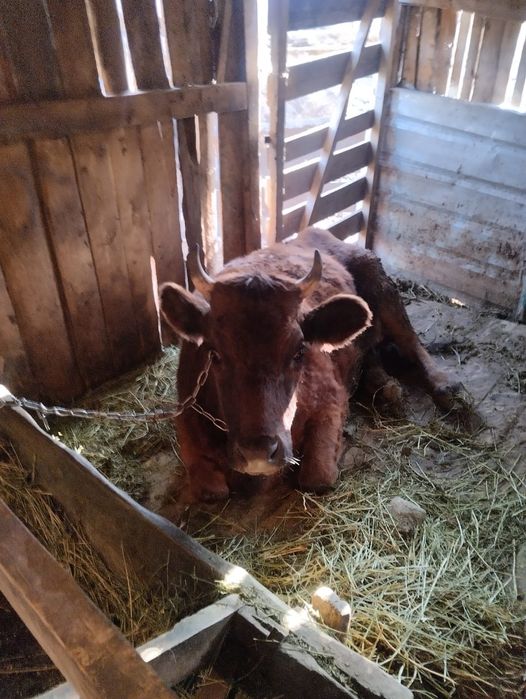 Продам корову первотелка