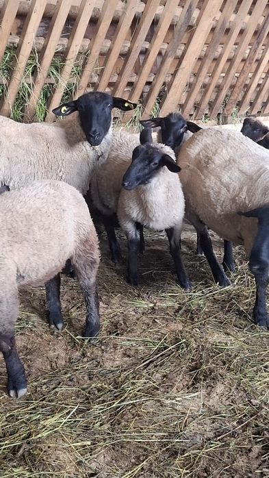 Mielute si berbecuti Suffolk