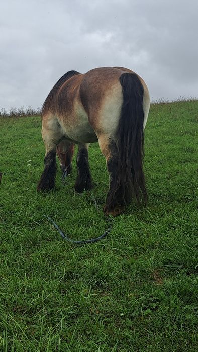 Iapă ardeneza de 1000 kg