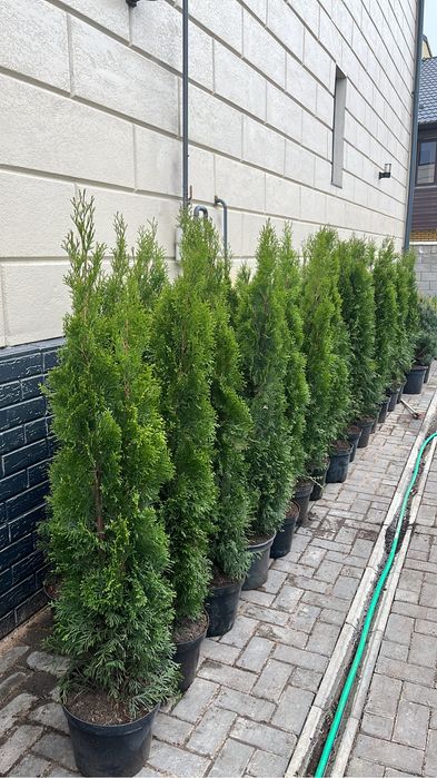 Туя смарагд