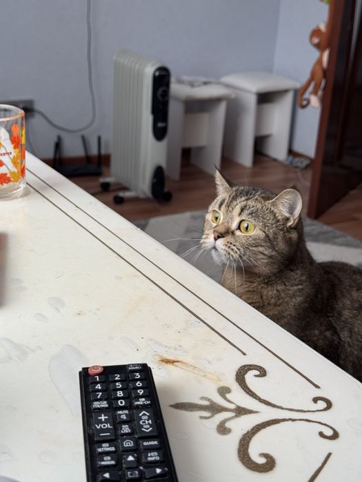 Кошечка для вязки