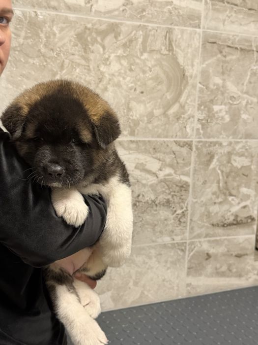 Американская Акита