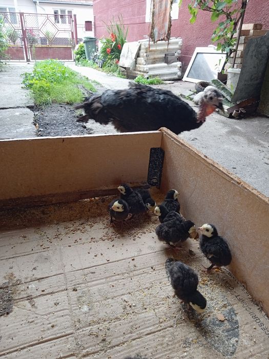 Vand pui de curca si curci mari