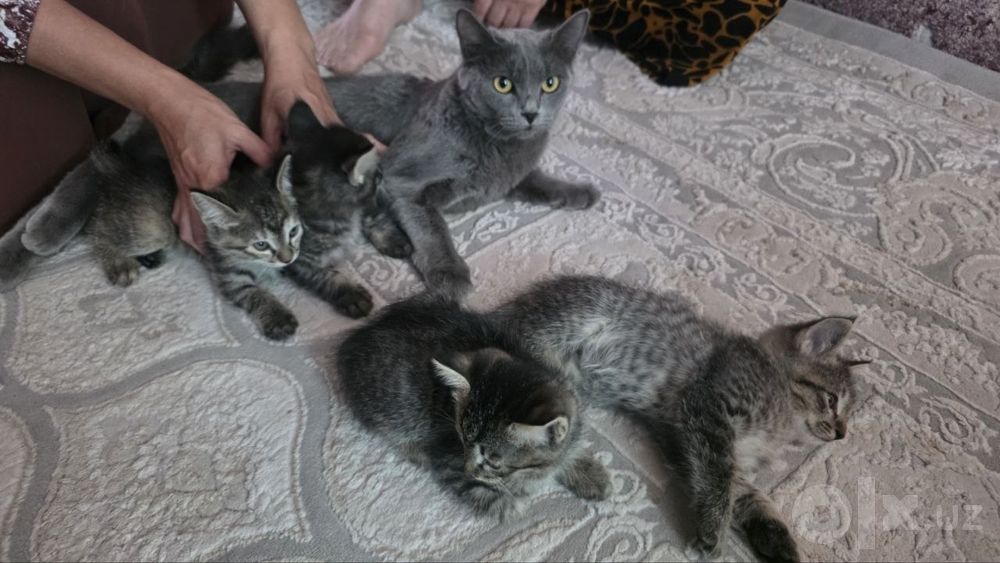 Британкий мушук хадяга берилади