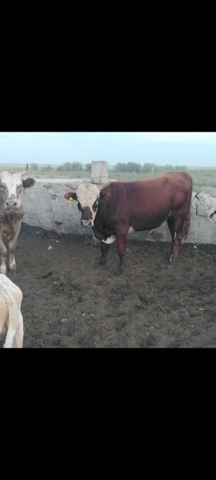 Продам быков и телочку оптом