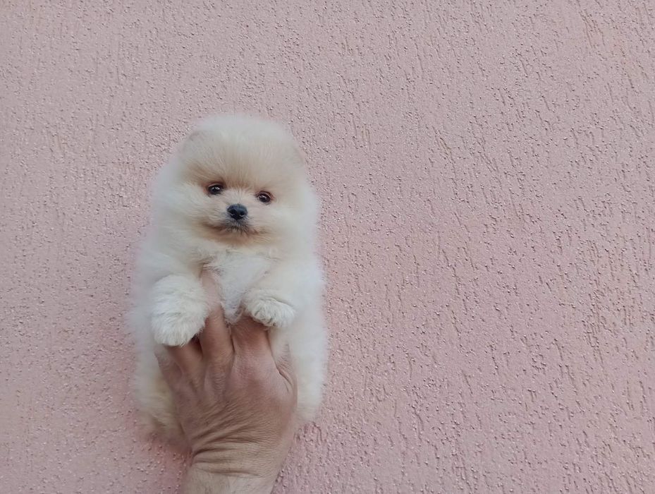 Померани! Момичета и момчета!