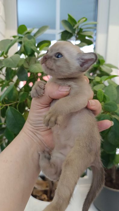Шикарный котенок европейской бурмы
