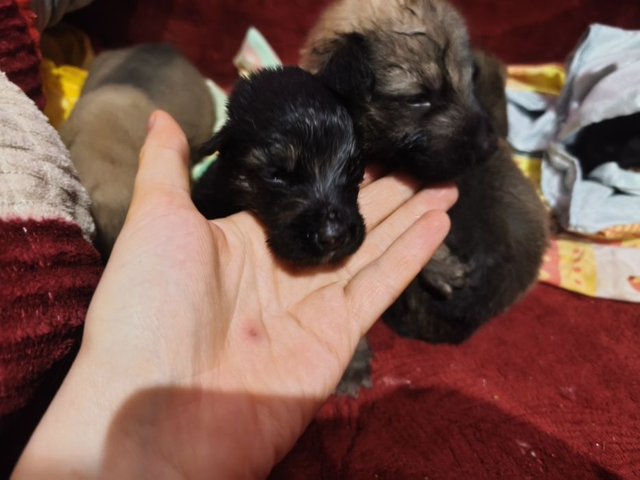 Отдам щенков в любищие руки