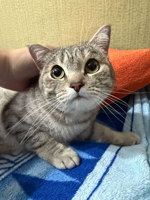 Отдам кошку, британку