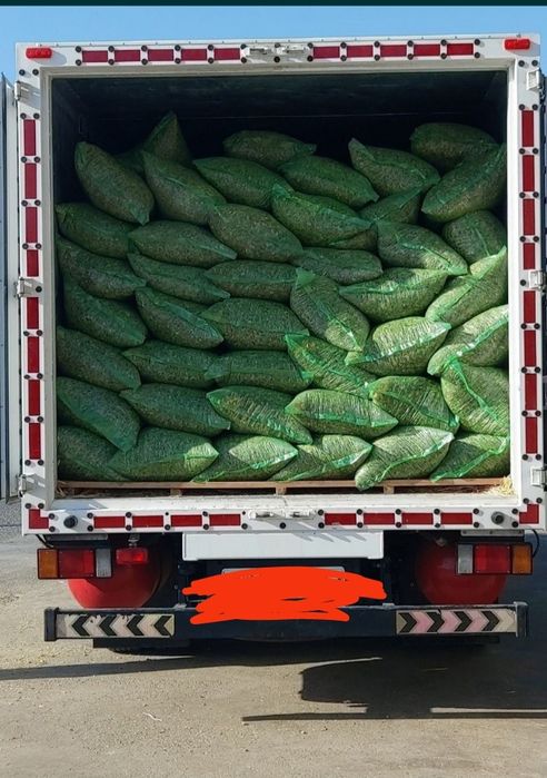 Selos 21 mindan selos selos