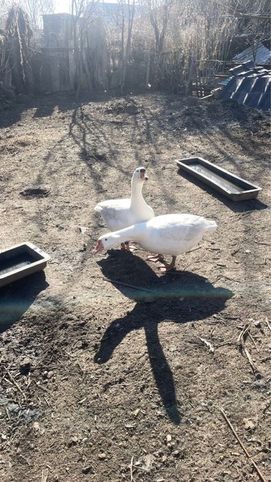 Продам гуся и гусыню!