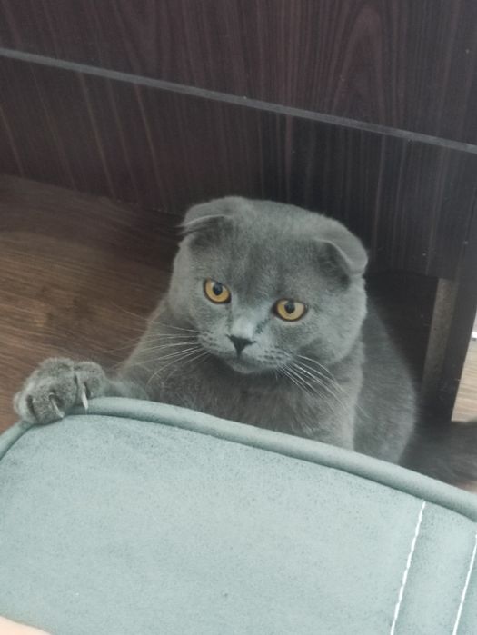 Кот породы скоттиш фолд