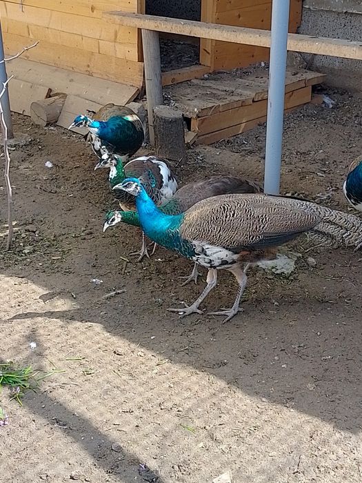 Пауни мъжки и женски