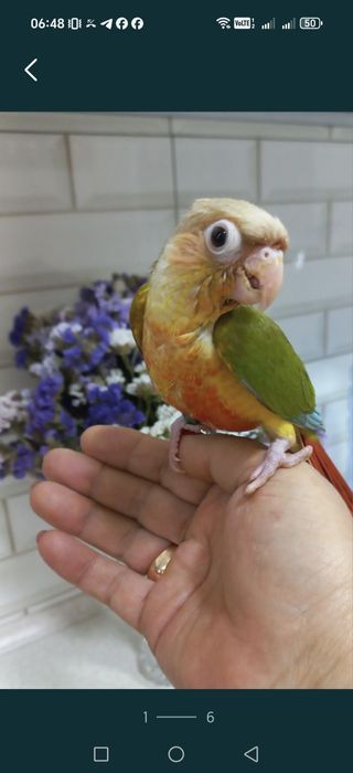 Продаются ручные попугаи Пирруры.