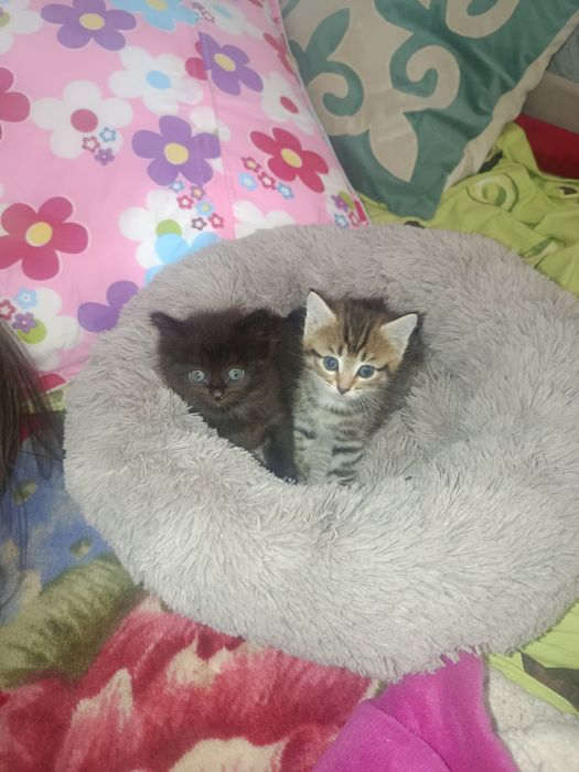 Отдаём котят в хорошие руки, чёрный и полосатый бесплатно