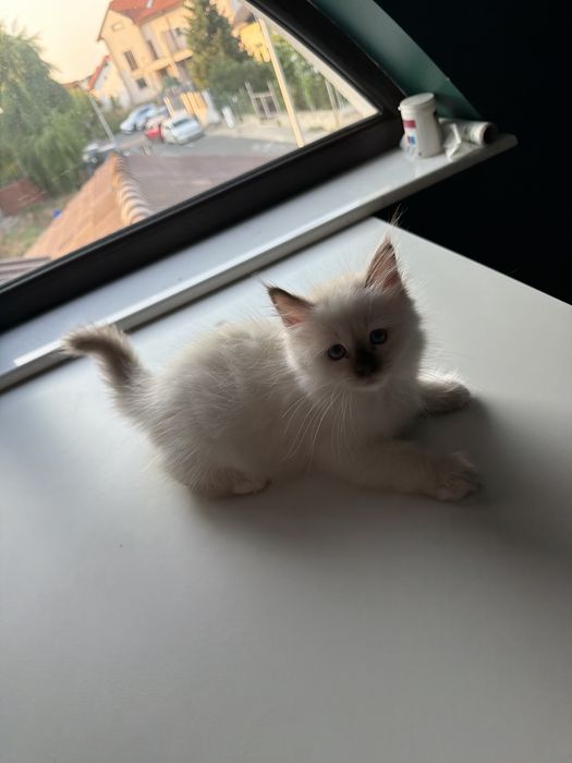 Pui birmneza pedigree de vanzare