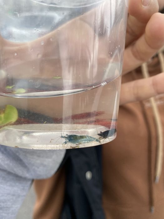 креветки черри,