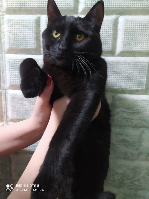 Домашние животные