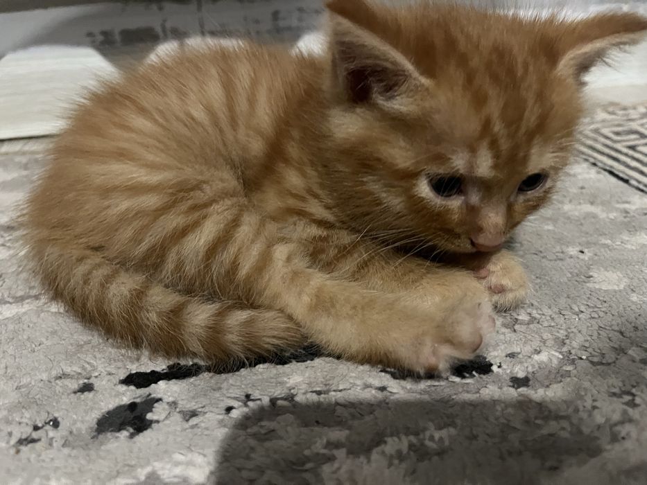 Отдам котенка бесплатно